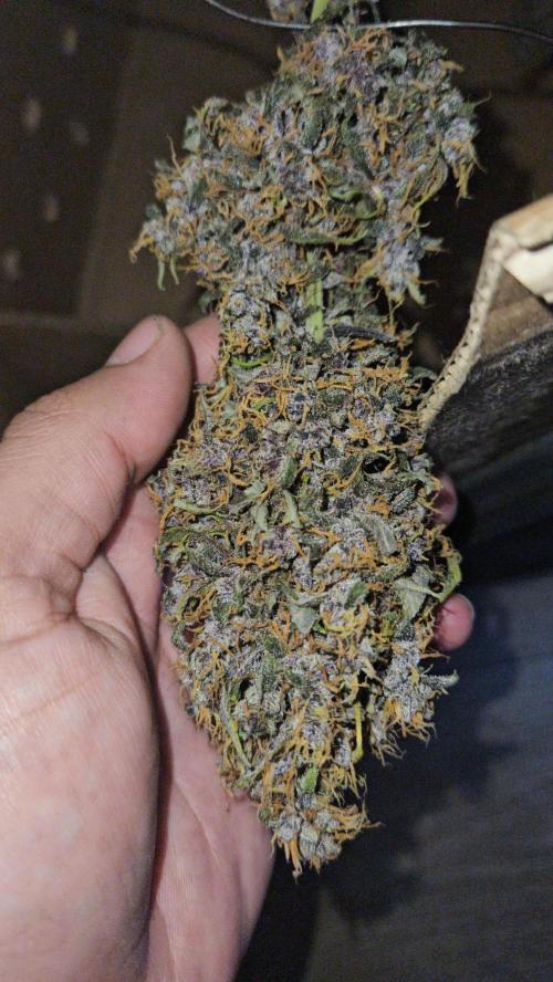Lemon Cherry Cookies. Week 13