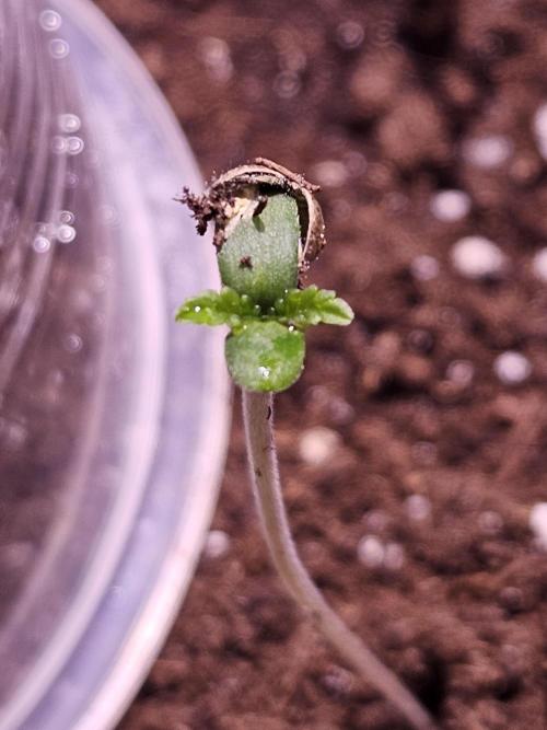 PAPAYA COOKIES. Week 1