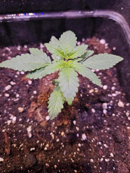 PAPAYA COOKIES. Week 2