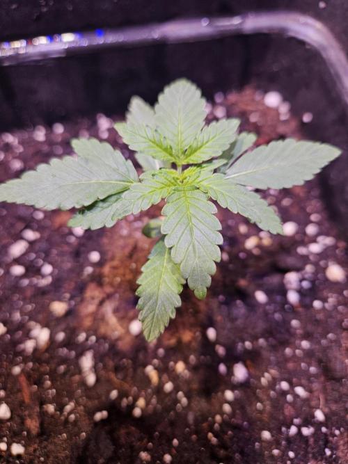 PAPAYA COOKIES. Week 2