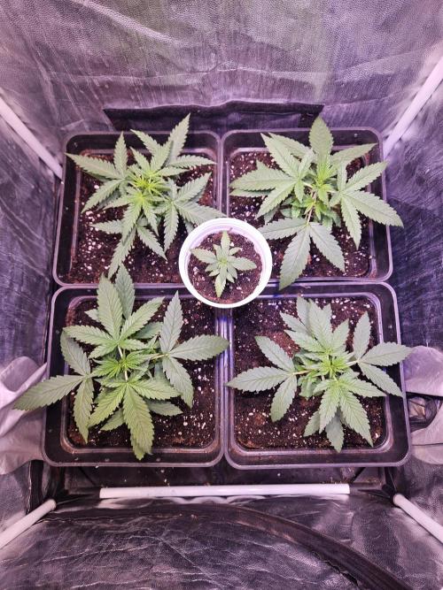 PAPAYA COOKIES. Week 3 - Día 20