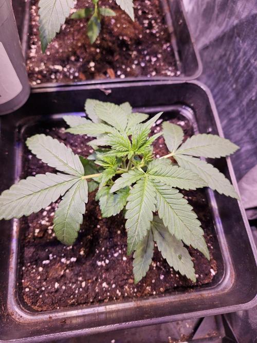 PAPAYA COOKIES. Week 3