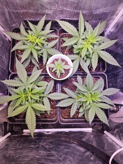 PAPAYA COOKIES. Week 3