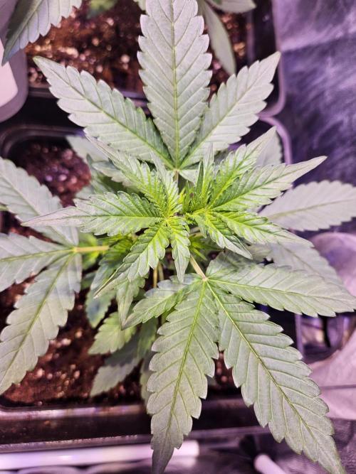 PAPAYA COOKIES. Week 3