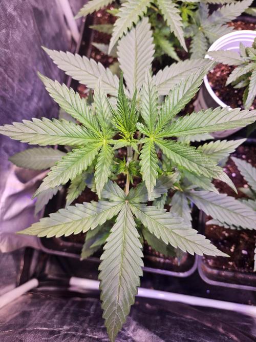 PAPAYA COOKIES. Week 3 - Día 21