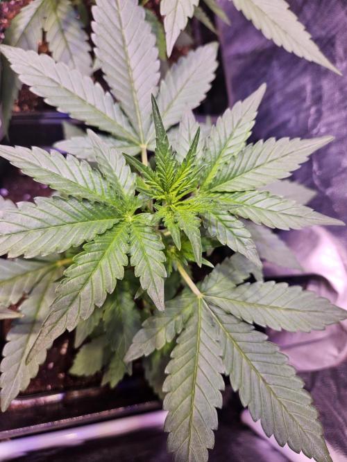 PAPAYA COOKIES. Week 3 - Día 21