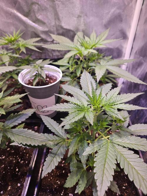 PAPAYA COOKIES. Week 3 - Día 21