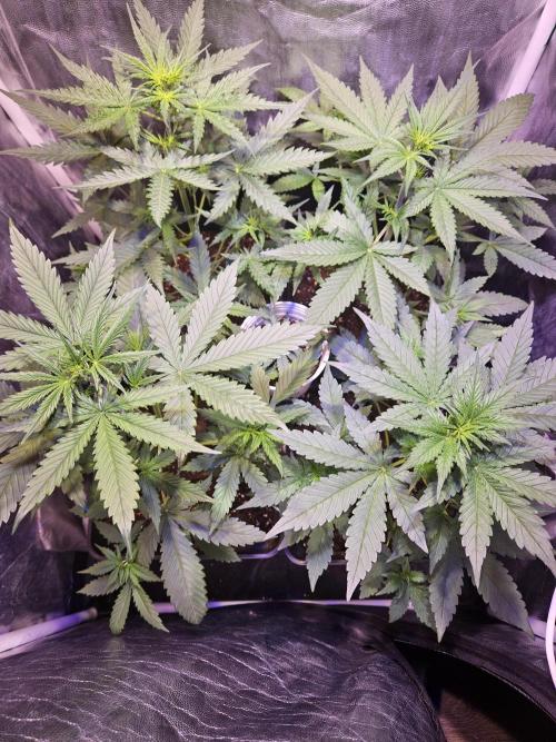 PAPAYA COOKIES. Week 4