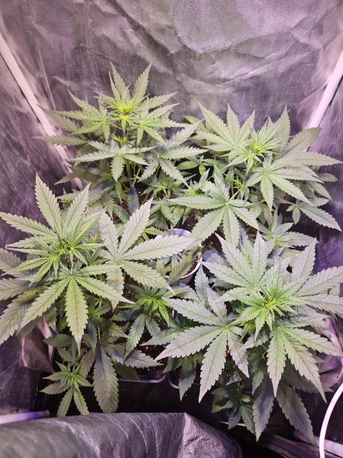 PAPAYA COOKIES. Week 4