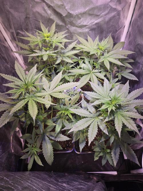 PAPAYA COOKIES. Week 4