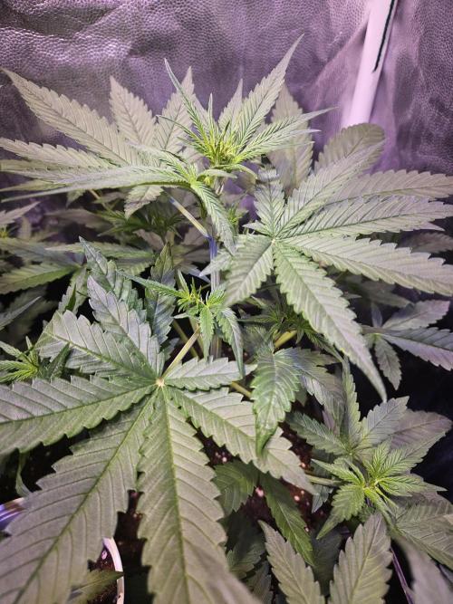 PAPAYA COOKIES. Week 4