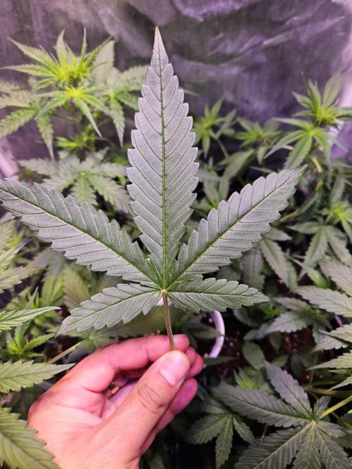 PAPAYA COOKIES. Week 4