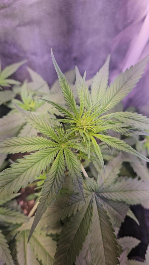 PAPAYA COOKIES. Week 4