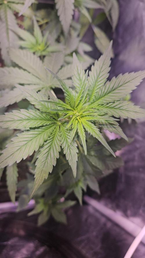 PAPAYA COOKIES. Week 4