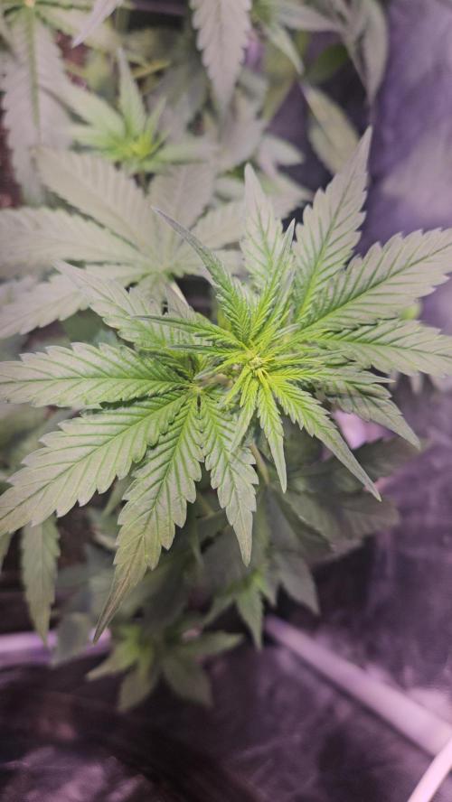 PAPAYA COOKIES. Week 4
