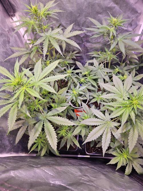 PAPAYA COOKIES. Week 5