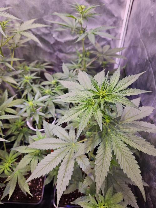 PAPAYA COOKIES. Week 5