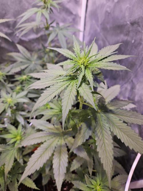 PAPAYA COOKIES. Week 5