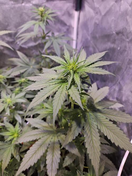 PAPAYA COOKIES. Week 5