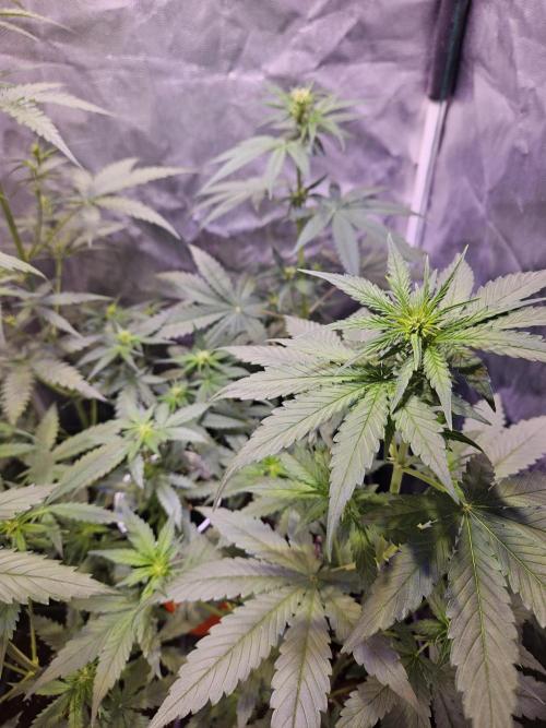 PAPAYA COOKIES. Week 5 - Día 30