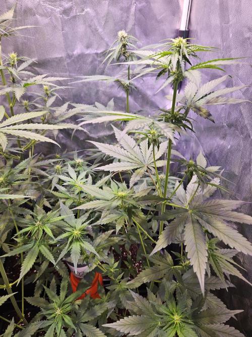 PAPAYA COOKIES. Week 5