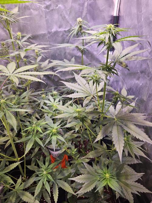 PAPAYA COOKIES. Week 5