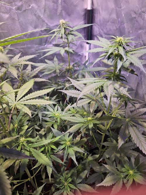 PAPAYA COOKIES. Week 5