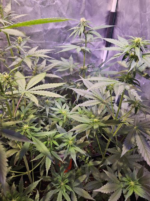 PAPAYA COOKIES. Week 5 - Día 33
