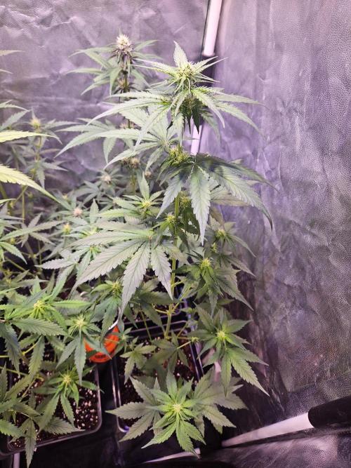 PAPAYA COOKIES. Week 5