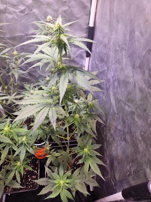 PAPAYA COOKIES. Week 5