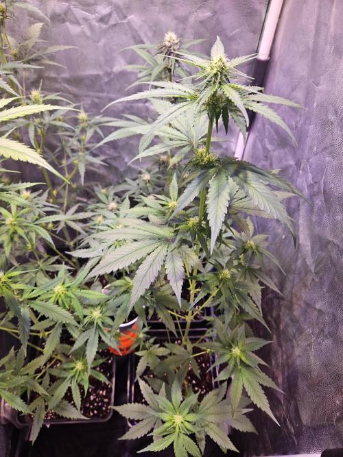 PAPAYA COOKIES. Week 5