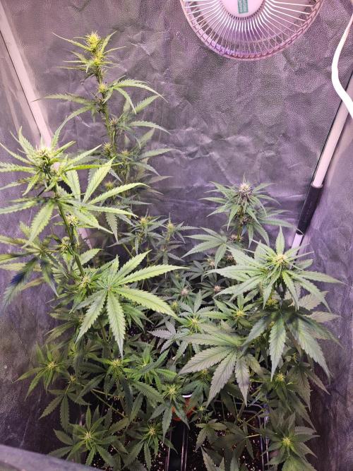 PAPAYA COOKIES. Week 5