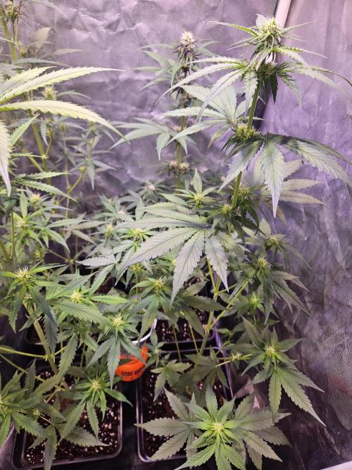 PAPAYA COOKIES. Week 5