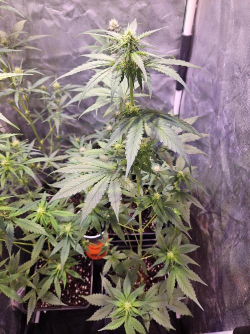PAPAYA COOKIES. Week 5