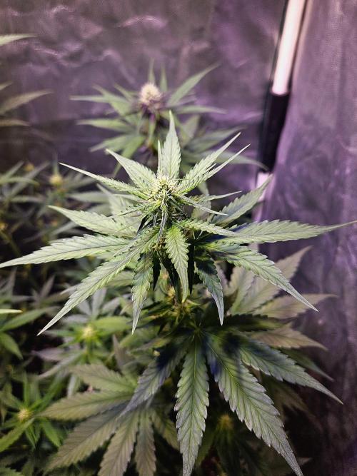 PAPAYA COOKIES. Week 6