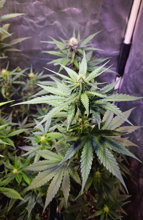 PAPAYA COOKIES. Week 6