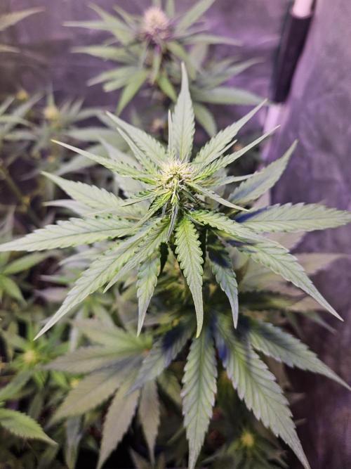 PAPAYA COOKIES. Week 6