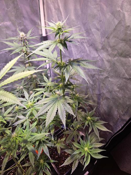 PAPAYA COOKIES. Week 6