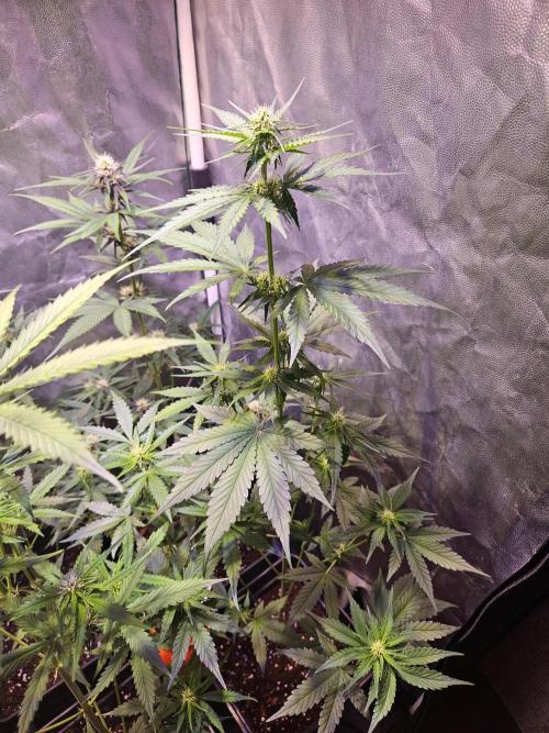 PAPAYA COOKIES. Week 6