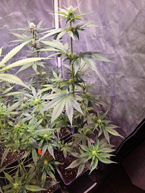 PAPAYA COOKIES. Week 6