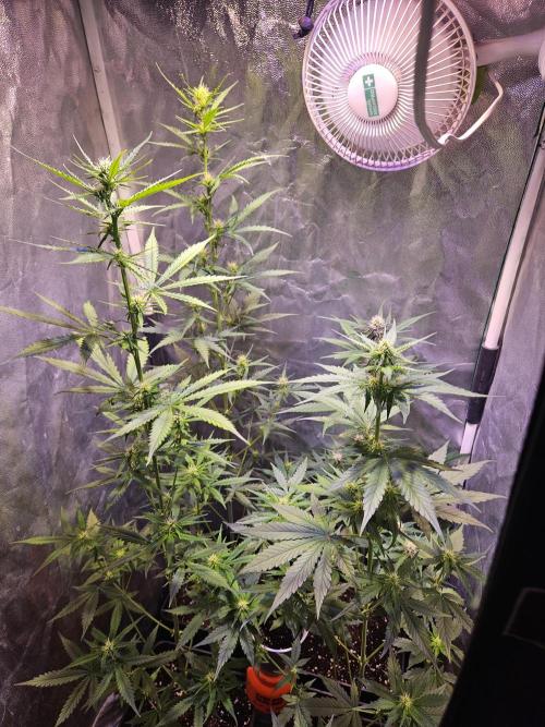 PAPAYA COOKIES. Week 6