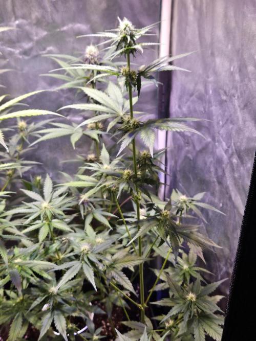 PAPAYA COOKIES. Week 6
