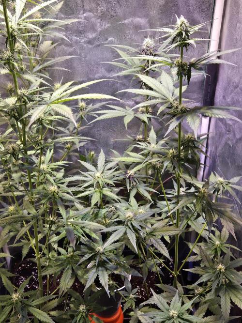 PAPAYA COOKIES. Week 6