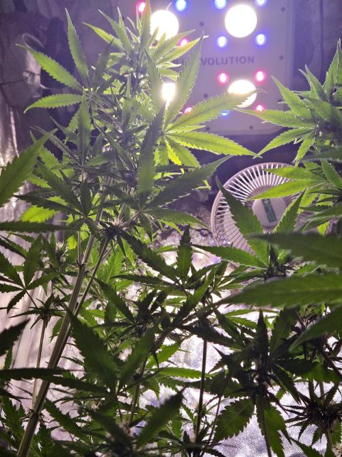 PAPAYA COOKIES. Week 6