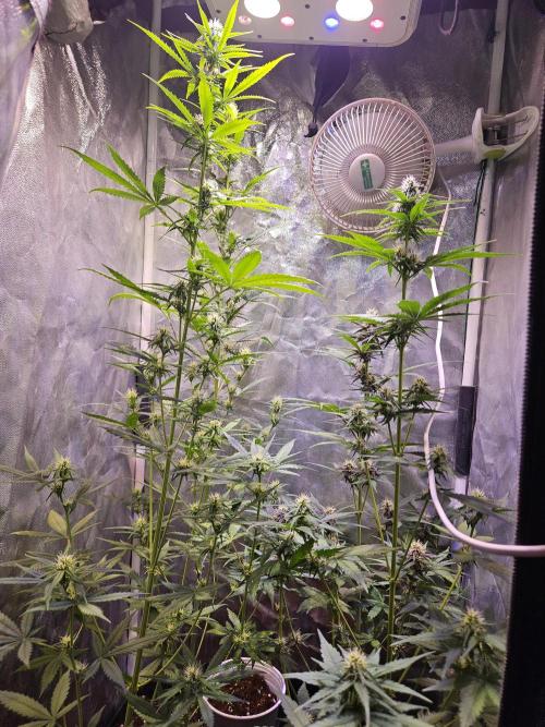 PAPAYA COOKIES. Week 6