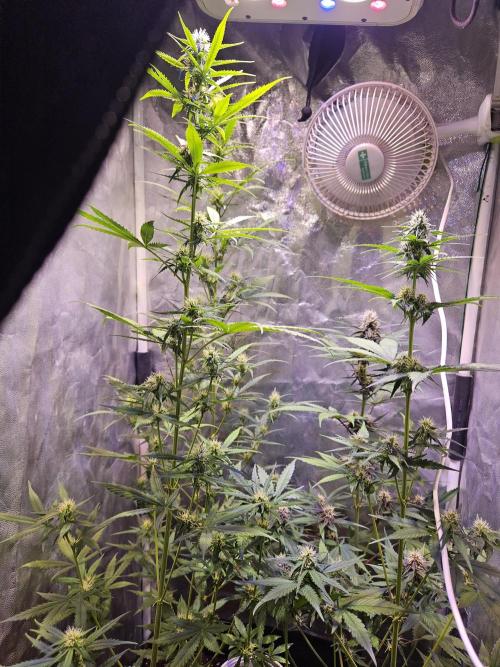 PAPAYA COOKIES. Week 6