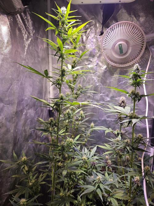PAPAYA COOKIES. Week 6