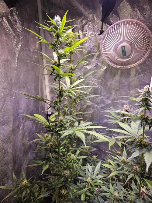 PAPAYA COOKIES. Week 6