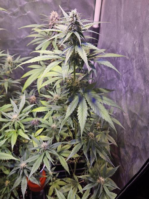 PAPAYA COOKIES. Week 7