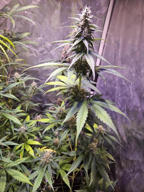 PAPAYA COOKIES. Week 7